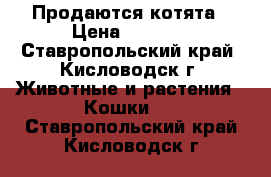 Продаются котята › Цена ­ 3 000 - Ставропольский край, Кисловодск г. Животные и растения » Кошки   . Ставропольский край,Кисловодск г.